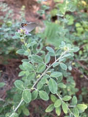 Lespedeza stuevei