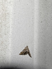 Eoparargyractis irroratalis