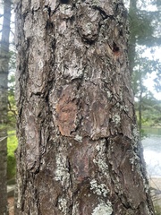 Pinus rigida