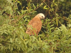 Busarellus nigricollis