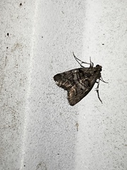 Pococera asperatella