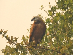 Busarellus nigricollis