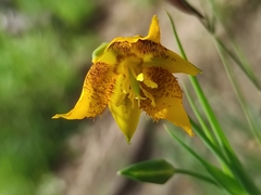 Calochortus barbatus