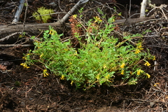 Corydalis aurea