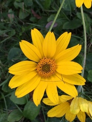 Heliopsis helianthoides
