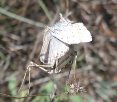 Polyommatus hispana