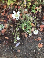 Hemizonia congesta luzulifolia