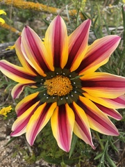Gazania × splendens