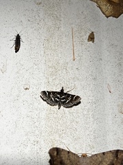 Diasemiodes janassialis