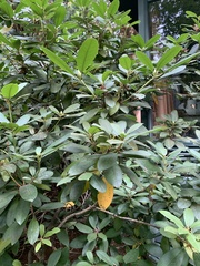 Rhododendron macrophyllum