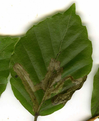 Stigmella hemargyrella