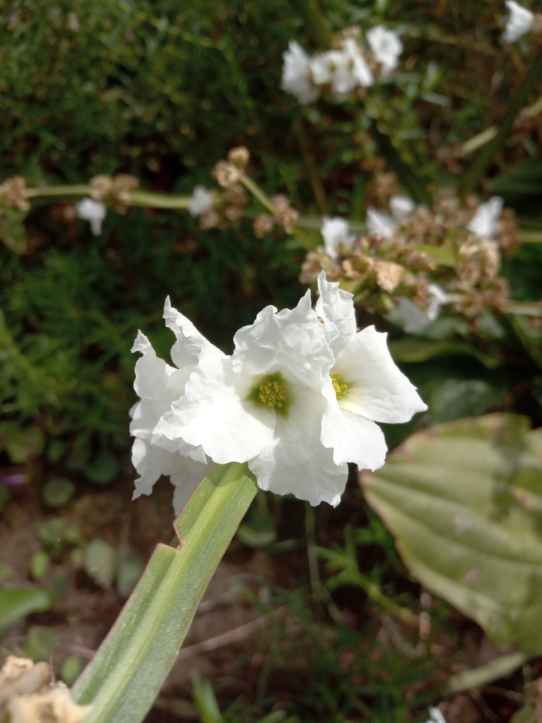 Mexican sword plant