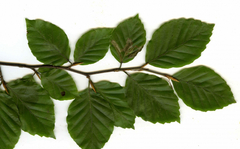 Stigmella hemargyrella