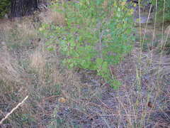 Crotalus oreganus oreganus