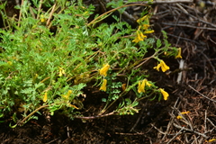 Corydalis aurea