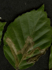 Stigmella hemargyrella