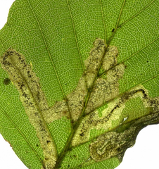 Stigmella hemargyrella