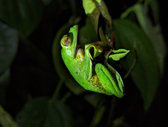 Rhacophorus malabaricus