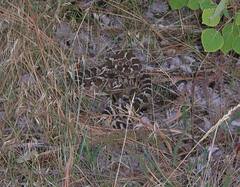 Crotalus oreganus oreganus