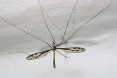 Tipula furca