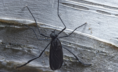 Penthetria heteroptera