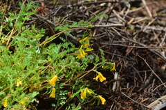 Corydalis aurea