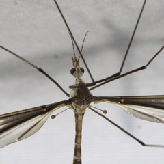 Tipula furca