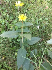 Heliopsis helianthoides