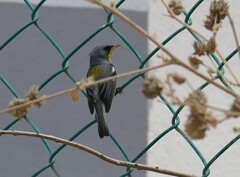 Setophaga pitiayumi insularis