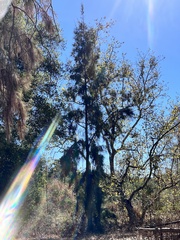 Casuarina equisetifolia