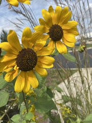 Helianthus