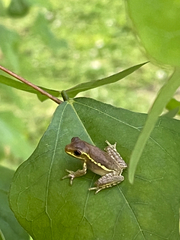 Osteopilus septentrionalis