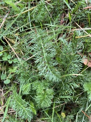 Achillea millefolium