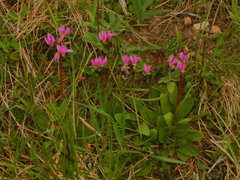 Primula pauciflora