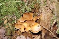 Kuehneromyces mutabilis