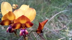 Diuris magnifica