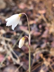 Acis autumnalis