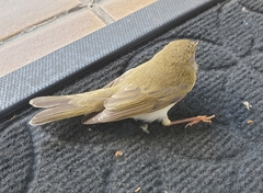 Phylloscopus trochilus