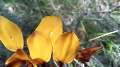 Diuris magnifica