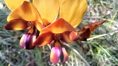Diuris magnifica