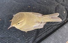 Phylloscopus trochilus
