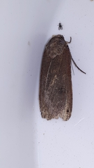 Abagrotis alternata