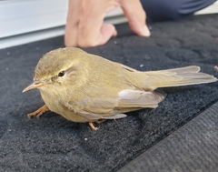 Phylloscopus trochilus