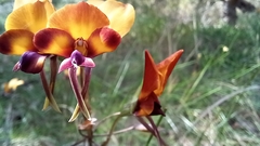 Diuris magnifica