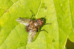 Oestroidea