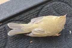 Phylloscopus trochilus