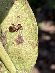 Microrhopala vittata