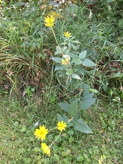 Heliopsis helianthoides