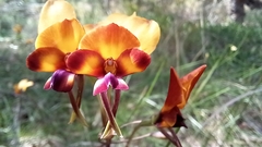 Diuris magnifica