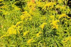 Solidago canadensis